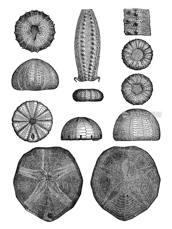 不同种类的海胆群(海胆总科)- 19世纪